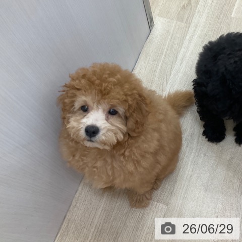 長野県のトイプードル(トイ) (ペットプラス 上田店/2026年3月19日生まれ/男の子/アプリコット)の子犬の4枚目の画像