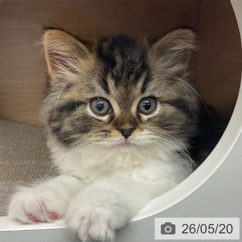 スコティッシュフォールドの写真