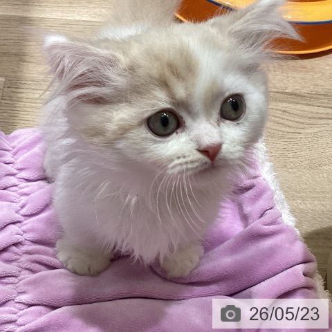 千葉県のマンチカン (ペットプラス 船橋店/2026年3月19日生まれ/男の子/クリームタビーホワイト)の子猫の3枚目の画像