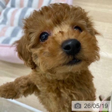 東京都のトイプードル(トイ) (ペットプラス MARK IS 葛飾かなまち店/2026年3月18日生まれ/男の子/レッド)の子犬の4枚目の画像