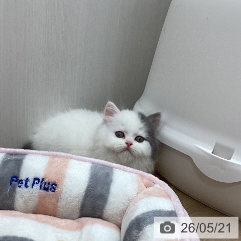 スコティッシュフォールドの写真