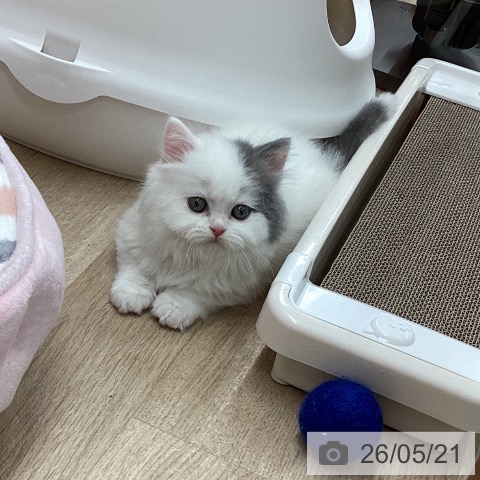 スコティッシュフォールドの写真