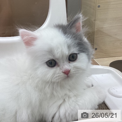 スコティッシュフォールドの写真