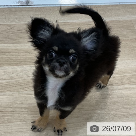 チワワの写真