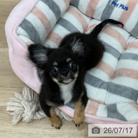 チワワの写真
