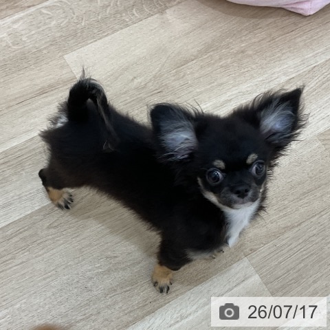 チワワの写真