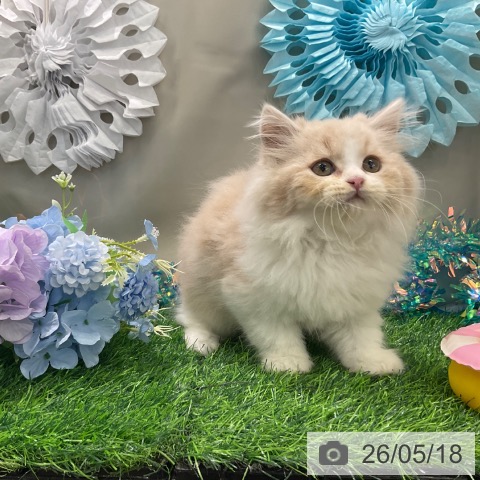 スコティッシュフォールドの写真