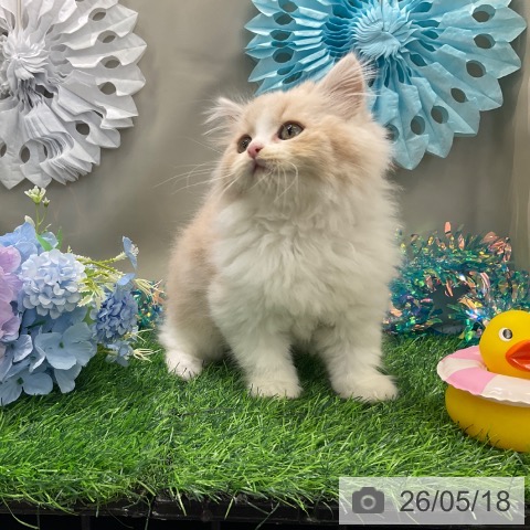 スコティッシュフォールドの写真