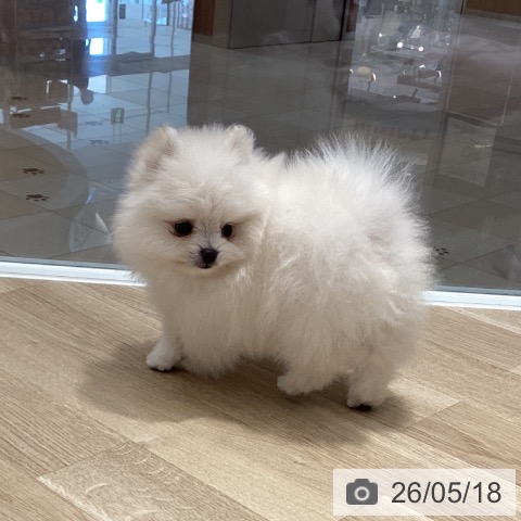 ポメラニアンの写真