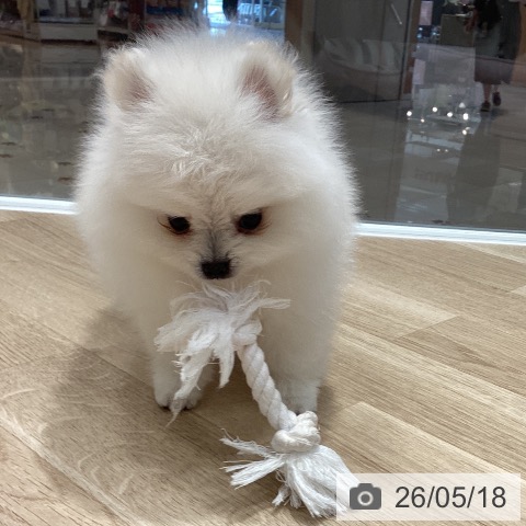 ポメラニアンの写真