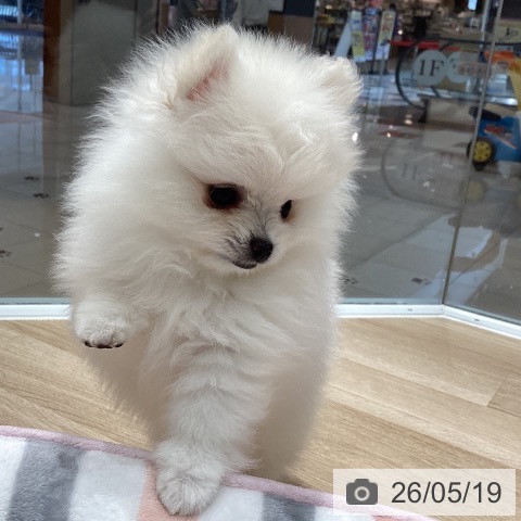 ポメラニアンの写真