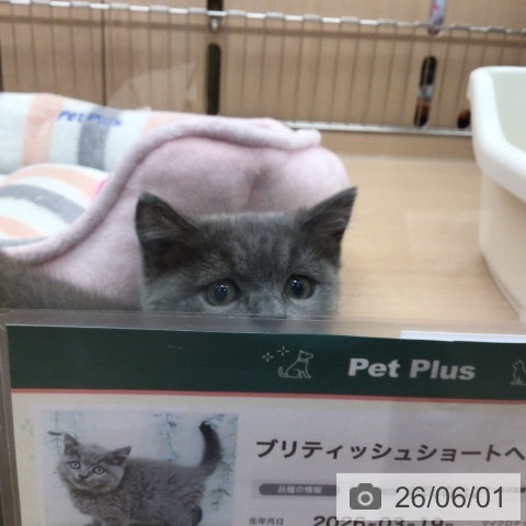 埼玉県のブリティッシュショートヘアー (ペッツワン 新座店/2026年3月19日生まれ/女の子/ブルー)の子猫の4枚目の画像
