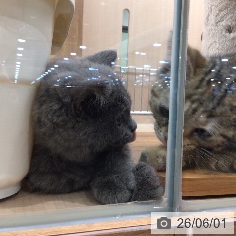 埼玉県のブリティッシュショートヘアー (ペッツワン 新座店/2026年3月19日生まれ/女の子/ブルー)の子猫の3枚目の画像
