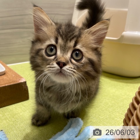 ミヌエットの写真