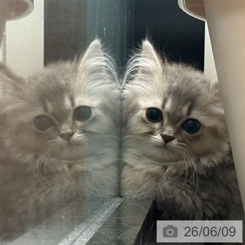 埼玉県のミヌエット (ペッツワン 新座店/2026年3月18日生まれ/女の子/ブルータビー)の子猫の3枚目の画像
