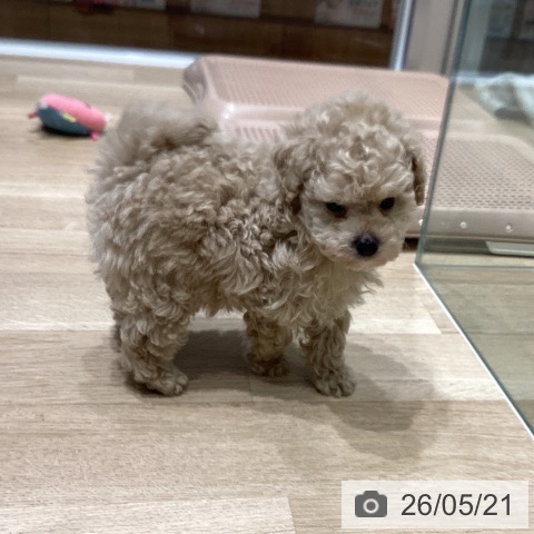 長野県のトイプードル(トイ) (ペットプラス 須坂店/2026年3月20日生まれ/男の子/クリーム)の子犬の4枚目の画像