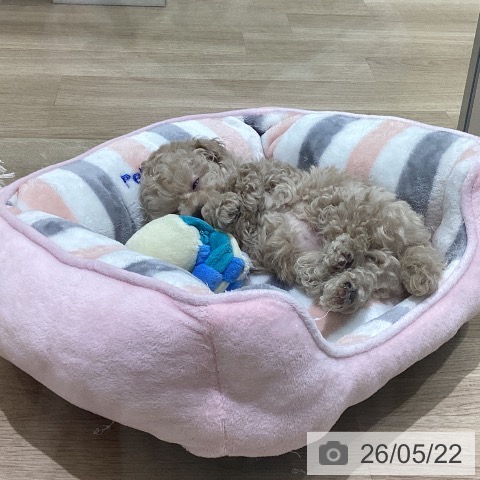 長野県のトイプードル(トイ) (ペットプラス 須坂店/2026年3月20日生まれ/男の子/クリーム)の子犬の3枚目の画像