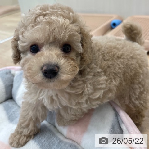 神奈川県のトイプードル(トイ) (ペットプラス テラスモール湘南店/2026年3月20日生まれ/女の子/クリーム)の子犬の3枚目の画像