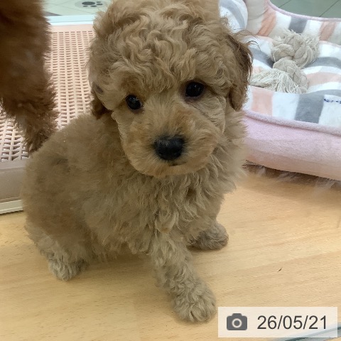 埼玉県のトイプードル(トイ) (ペットプラス 羽生店/2026年3月20日生まれ/女の子/アプリコット)の子犬の3枚目の画像