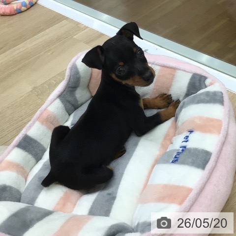 ミニチュア・ピンシャーの写真