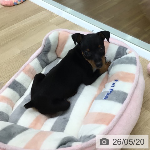ミニチュア・ピンシャーの写真