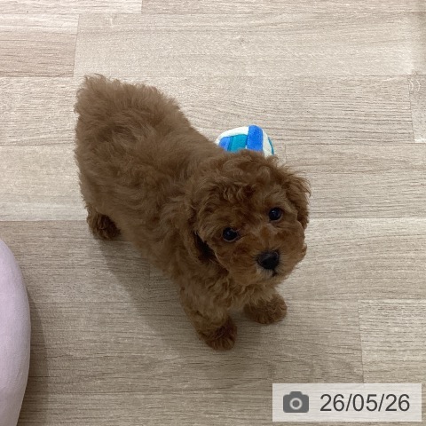 宮城県のトイプードル(トイ) (ペットプラス 仙台上杉店/2026年3月20日生まれ/男の子/レッド)の子犬の4枚目の画像