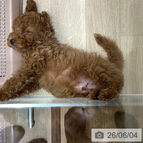 宮城県のトイプードル(トイ) (ペットプラス 仙台上杉店/2026年3月20日生まれ/男の子/レッド)の子犬の4枚目の画像