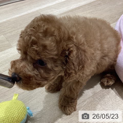 宮城県のトイプードル(トイ) (ペットプラス 仙台上杉店/2026年3月20日生まれ/男の子/レッド)の子犬の3枚目の画像