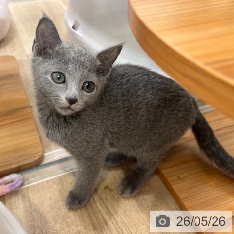 大阪府のロシアンブルー (ペットプラス イオン大日店/2026年3月20日生まれ/男の子/ブルー)の子猫の3枚目の画像