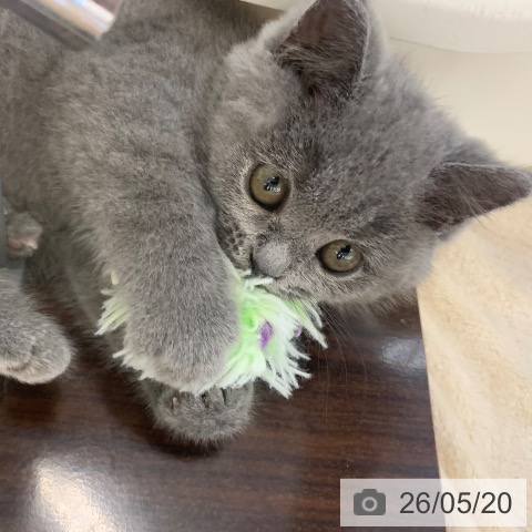 ブリティッシュショートヘアの写真