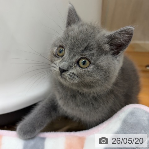 ブリティッシュショートヘアの写真