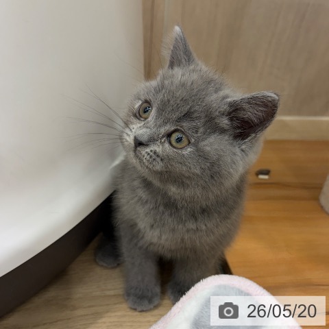 ブリティッシュショートヘアの写真