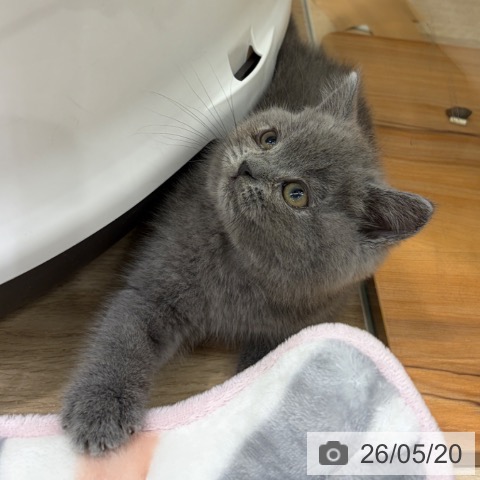 ブリティッシュショートヘアの写真