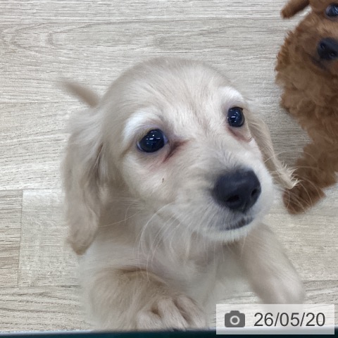 ミニチュア・ダックスフンドの写真