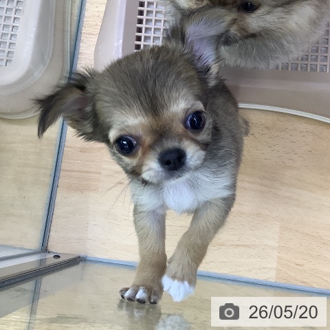 チワワの写真