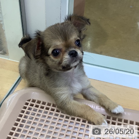 チワワの写真