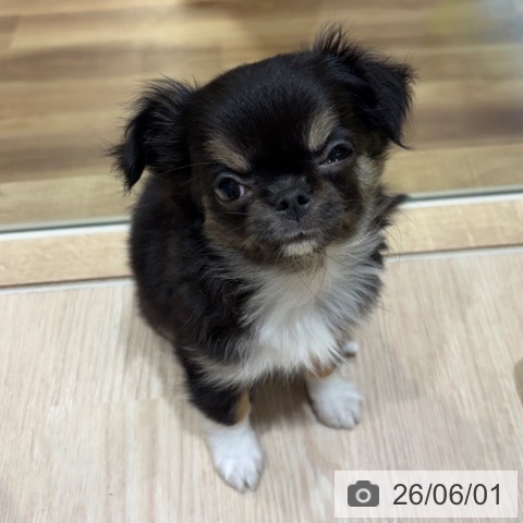チワワの写真