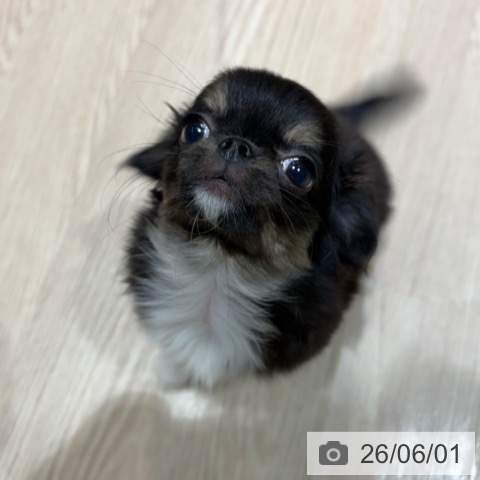 チワワの写真