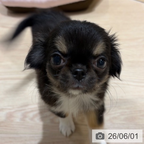 チワワの写真