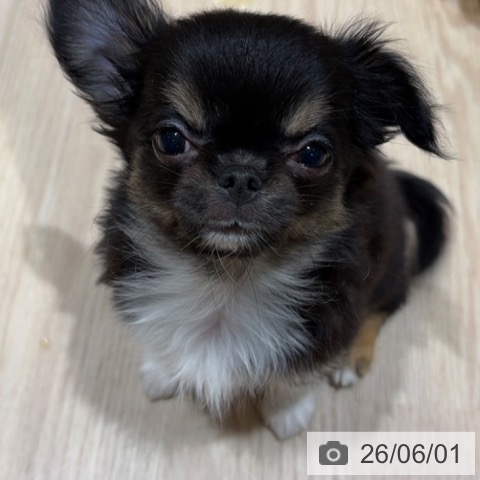 チワワの写真