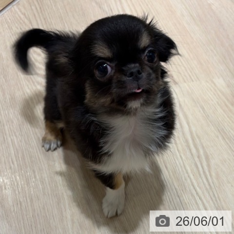 チワワの写真