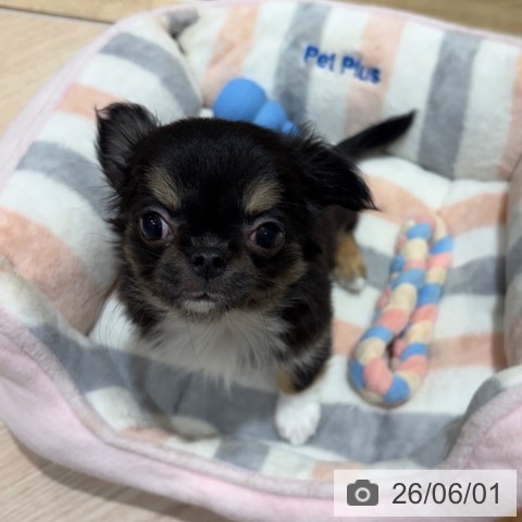 チワワの写真