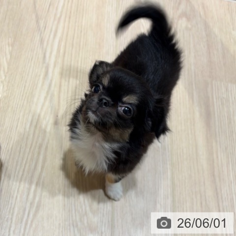 チワワの写真