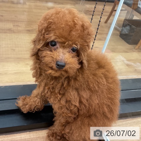茨城県のトイプードル(トイ) (ペッツワン 古河店/2026年3月20日生まれ/男の子/レッド)の子犬の4枚目の画像