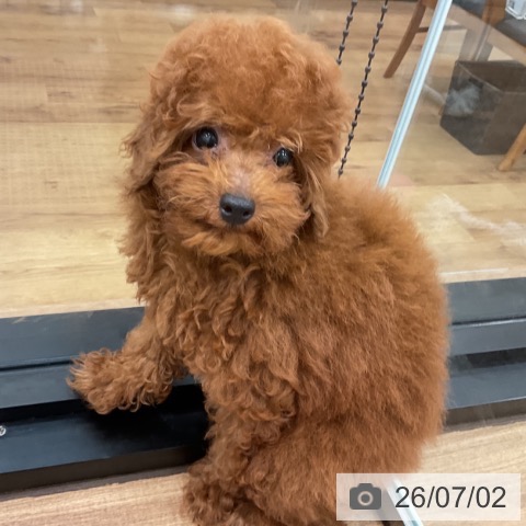 茨城県のトイプードル(トイ) (ペッツワン 古河店/2026年3月20日生まれ/男の子/レッド)の子犬の3枚目の画像