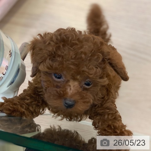 千葉県のトイプードル(トイ) (ペットプラス 幕張新都心店/2026年3月20日生まれ/女の子/レッド)の子犬の3枚目の画像