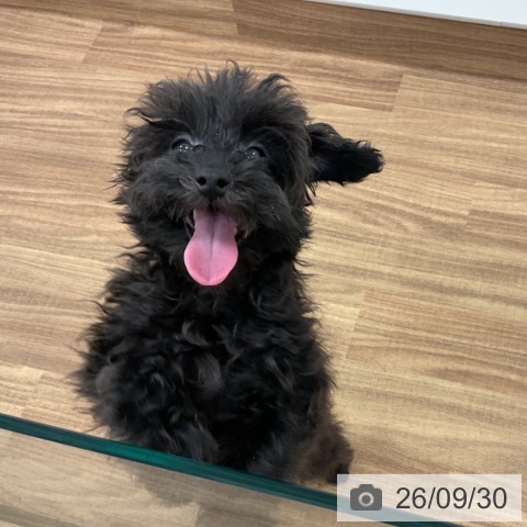 茨城県のトイプードル(トイ) (ペッツワン 古河店/2026年3月20日生まれ/男の子/ブラック)の子犬の4枚目の画像