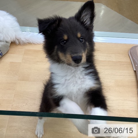 埼玉県のシェットランドシープドッグ (ペットプラス 羽生店/2026年3月20日生まれ/男の子/ブラックホワイトタン)の子犬の3枚目の画像