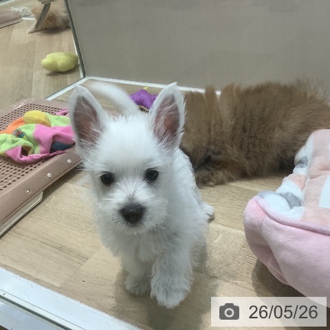 埼玉県のウエストハイランドホワイトテリア (ペットプラス ららぽーと新三郷店/2026年3月21日生まれ/男の子/ホワイト)の子犬の3枚目の画像