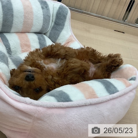 埼玉県のトイプードル(トイ) (ペッツワン 浦和美園店/2026年3月21日生まれ/男の子/レッド)の子犬の3枚目の画像
